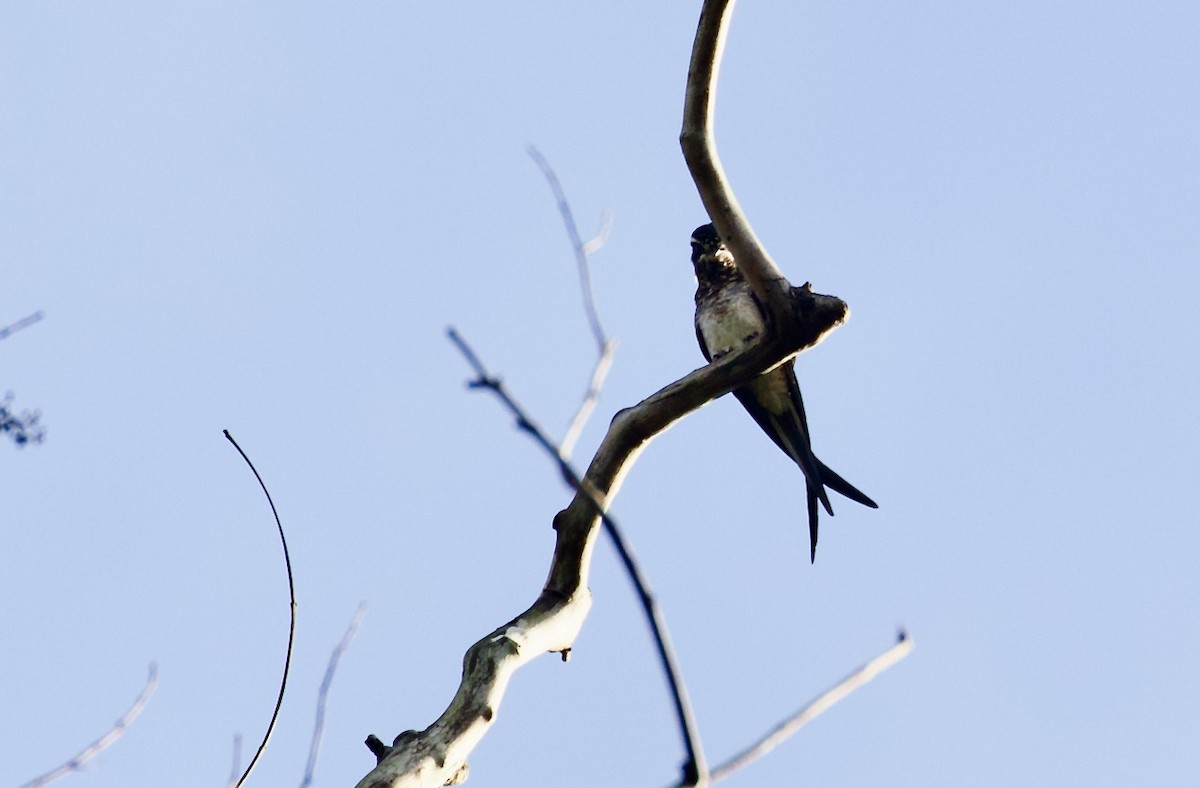 Moustached Treeswift - ML534210931