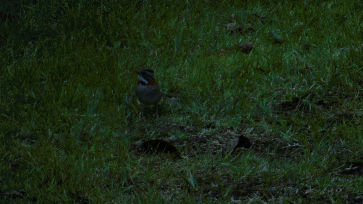 Rufous-collared Sparrow - ML534219161