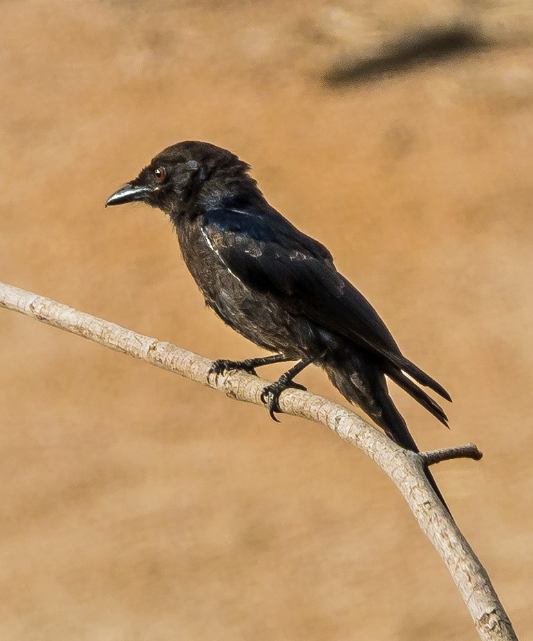 Fork-tailed Drongo - Russell Scott