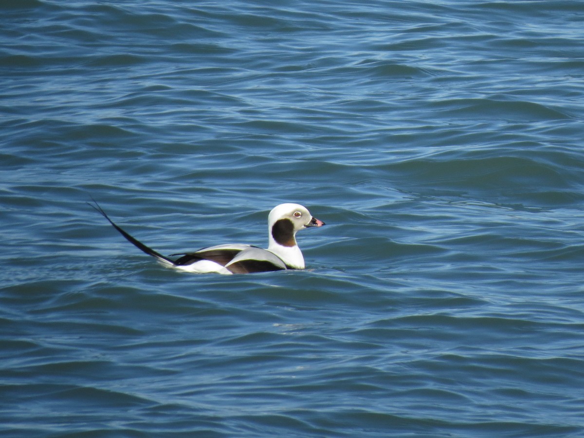 Long-tailed Duck - ML534219611