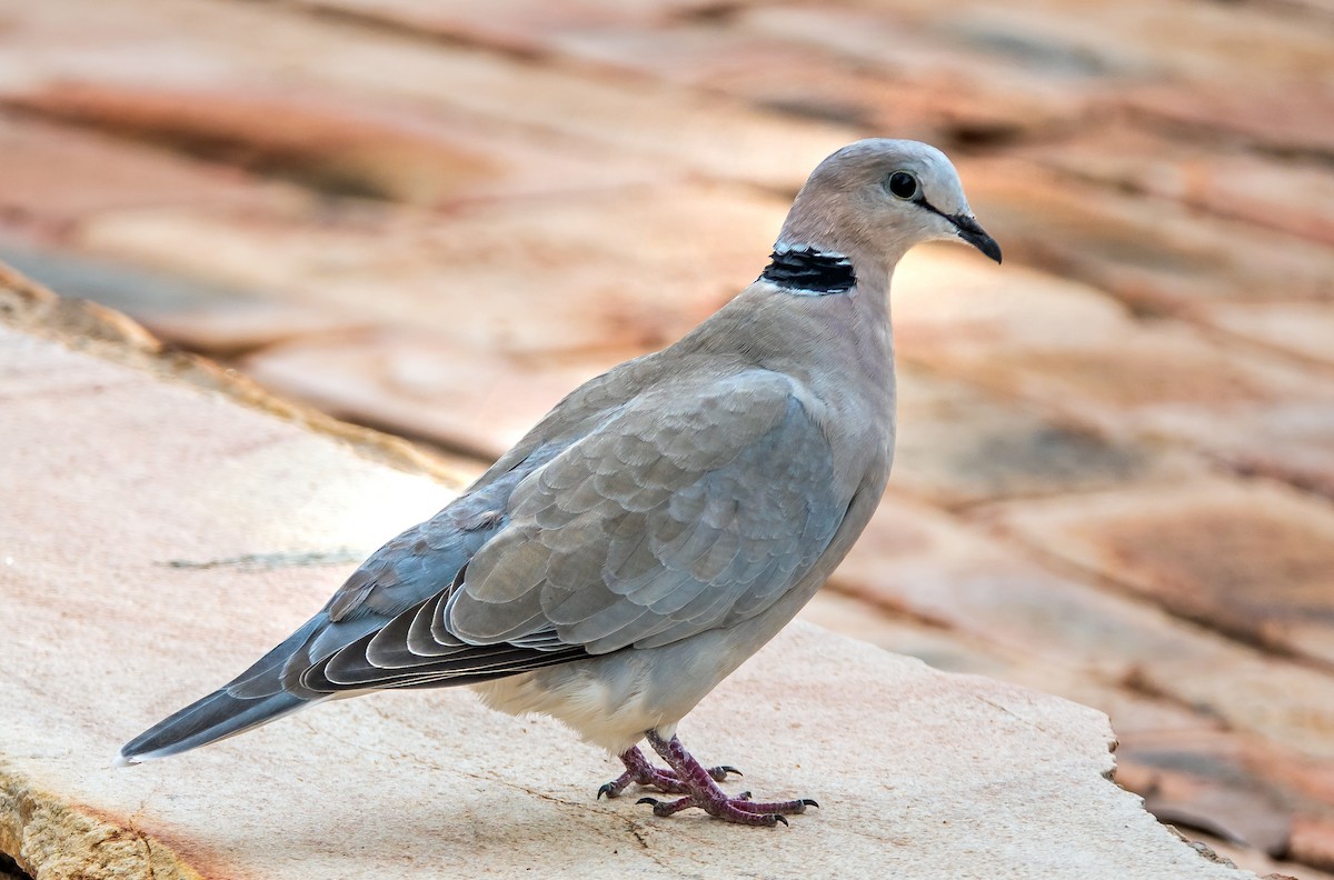 Ring-necked Dove - Russell Scott