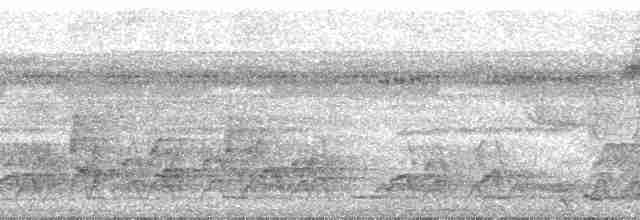 Weißstirn-Faulvogel [morphoeus-Gruppe] - ML53422