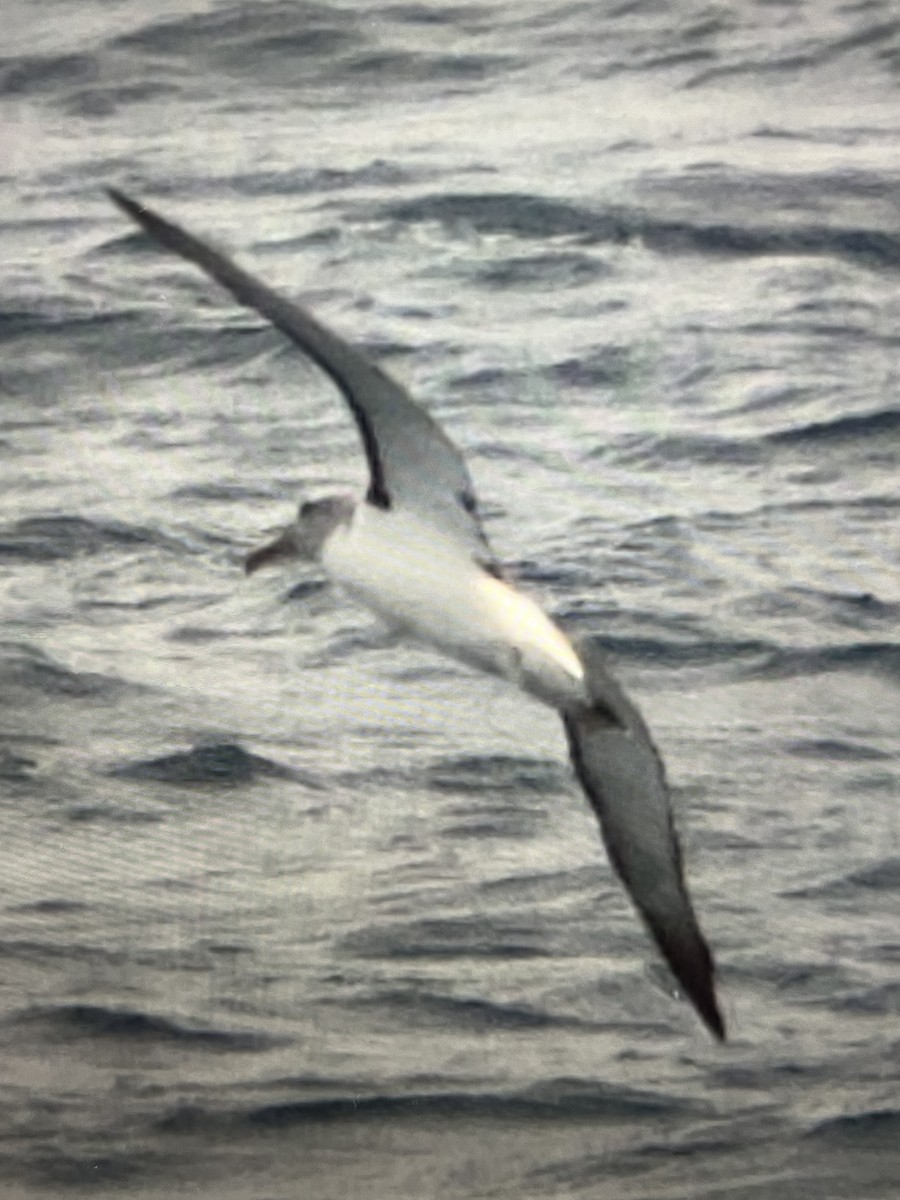 Salvin's Albatross - ML534220091