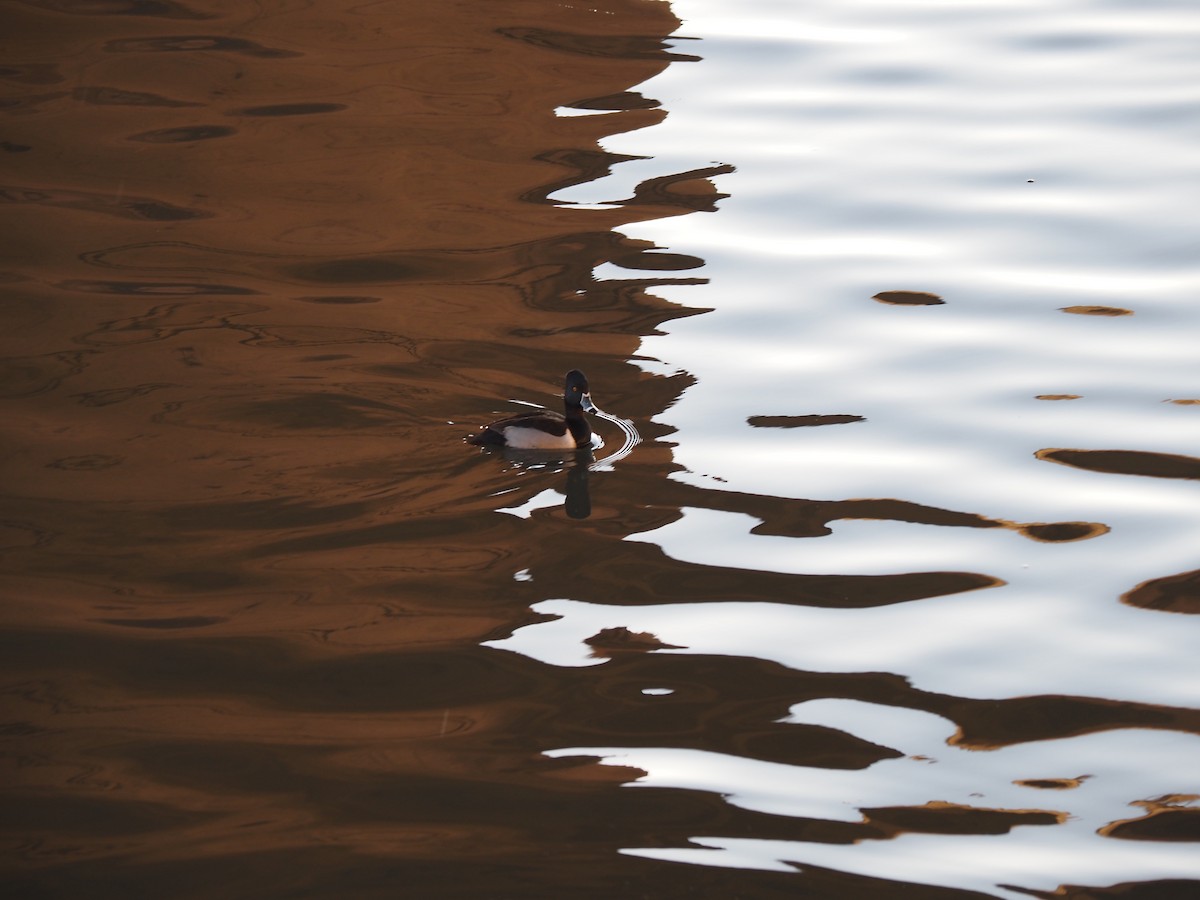 Ring-necked Duck - Uma Sachdeva