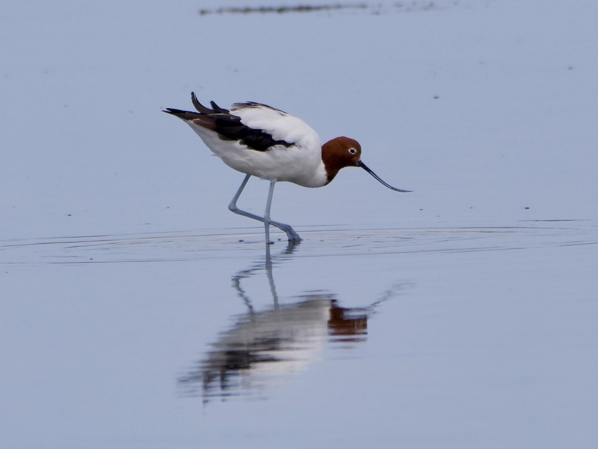 Red-necked Avocet - Keith Morris