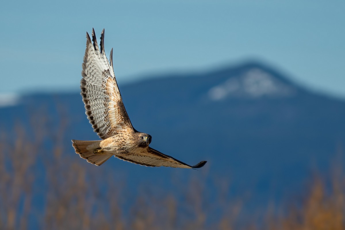Red-tailed Hawk - ML534223101