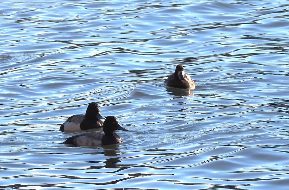 Greater Scaup - ML534229711