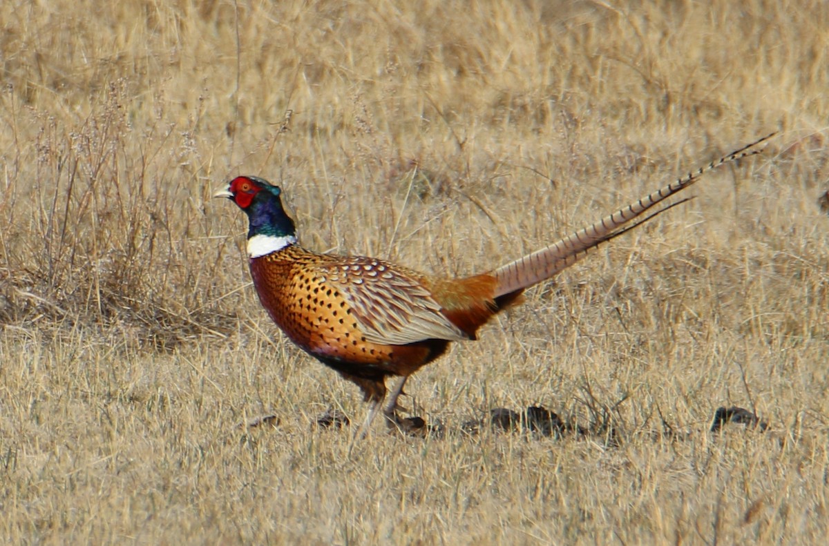 Ring-necked Pheasant - ML53423191
