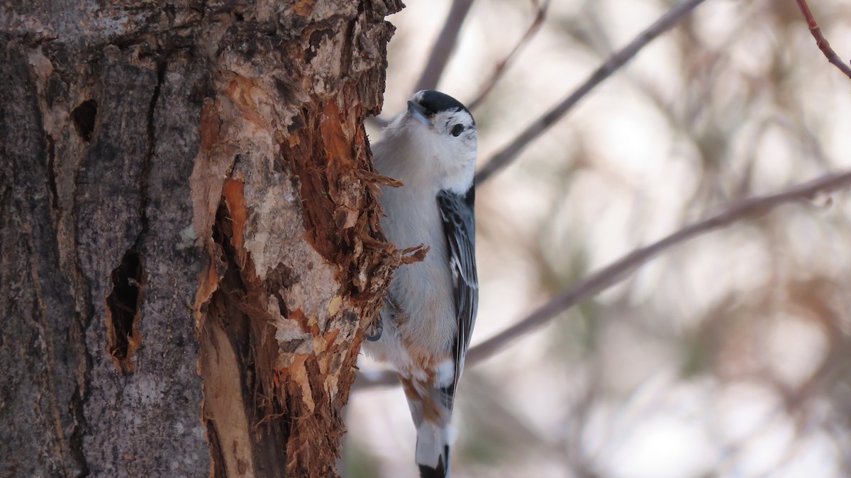 White-breasted Nuthatch - Lois Stacey