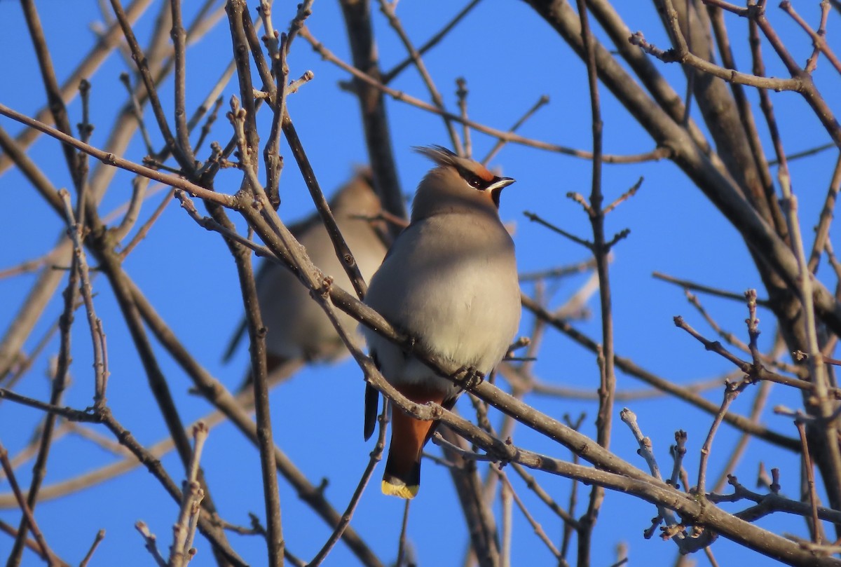 Bohemian Waxwing - Lois Stacey