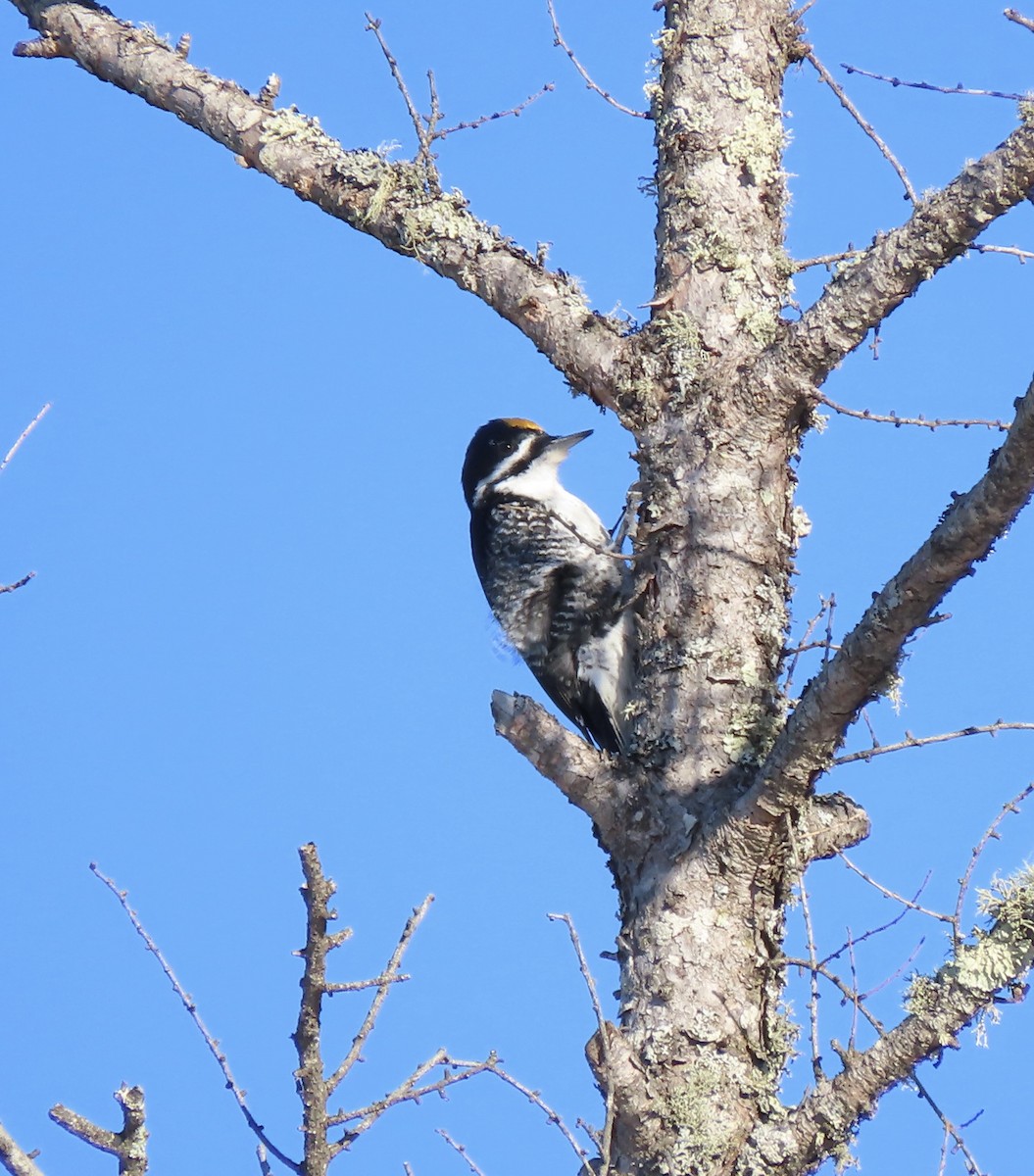 Black-backed Woodpecker - Lois Stacey