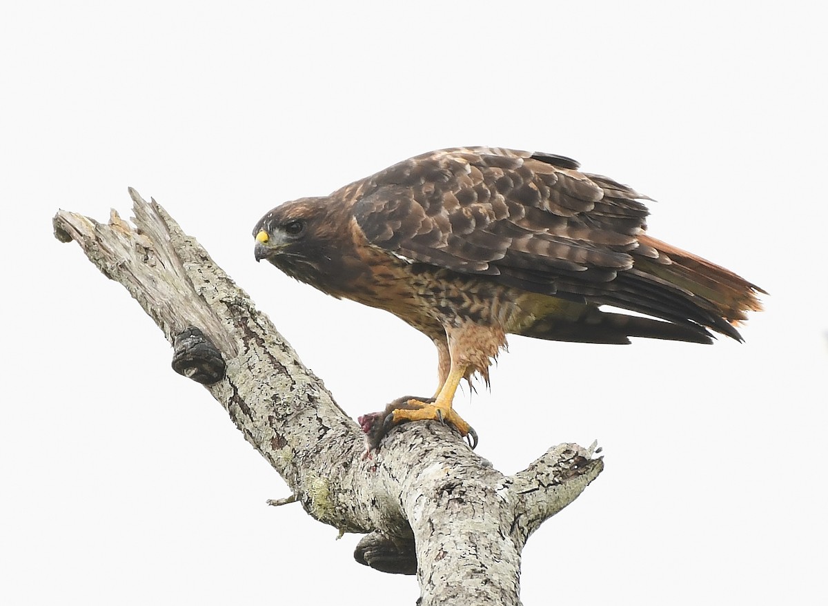 Red-tailed Hawk - ML534236271
