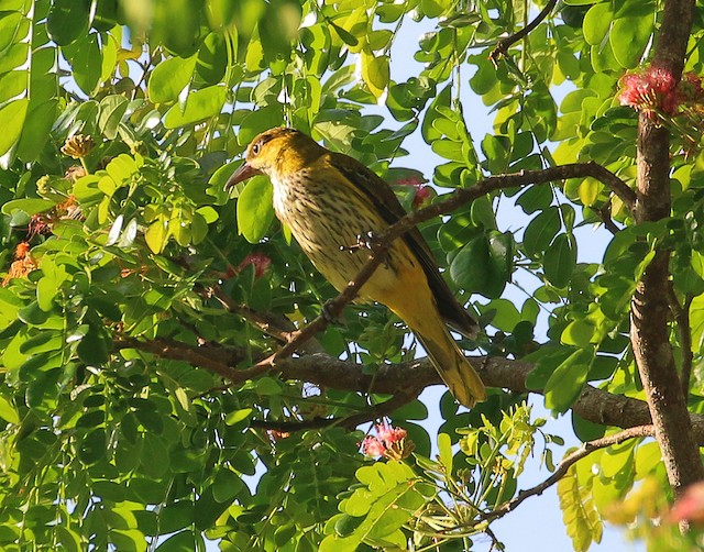 Black-naped Oriole - eBird