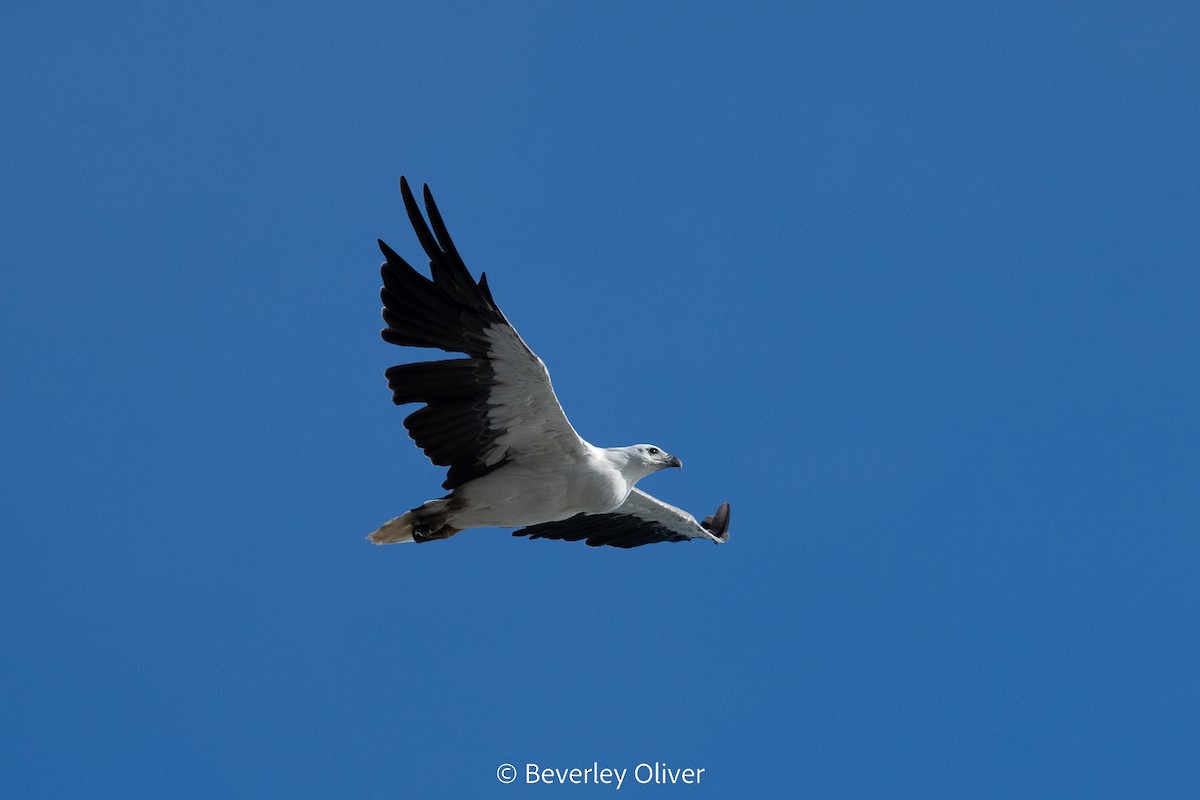 White-bellied Sea-Eagle - Beverley Oliver