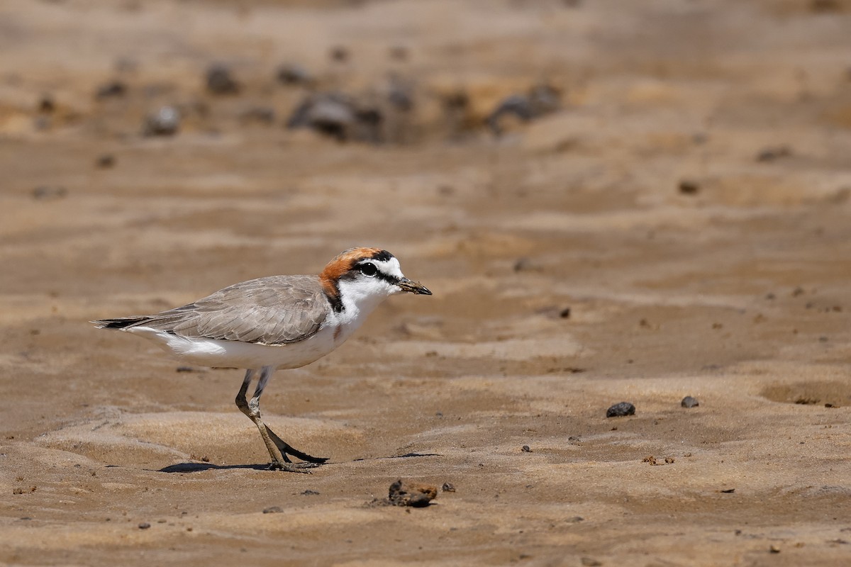 Red-capped Plover - ML534240241
