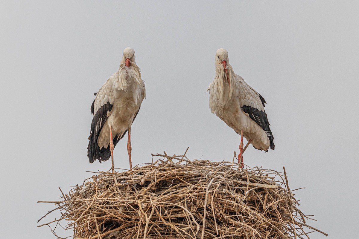 White Stork - Ido Ben-Itzhak