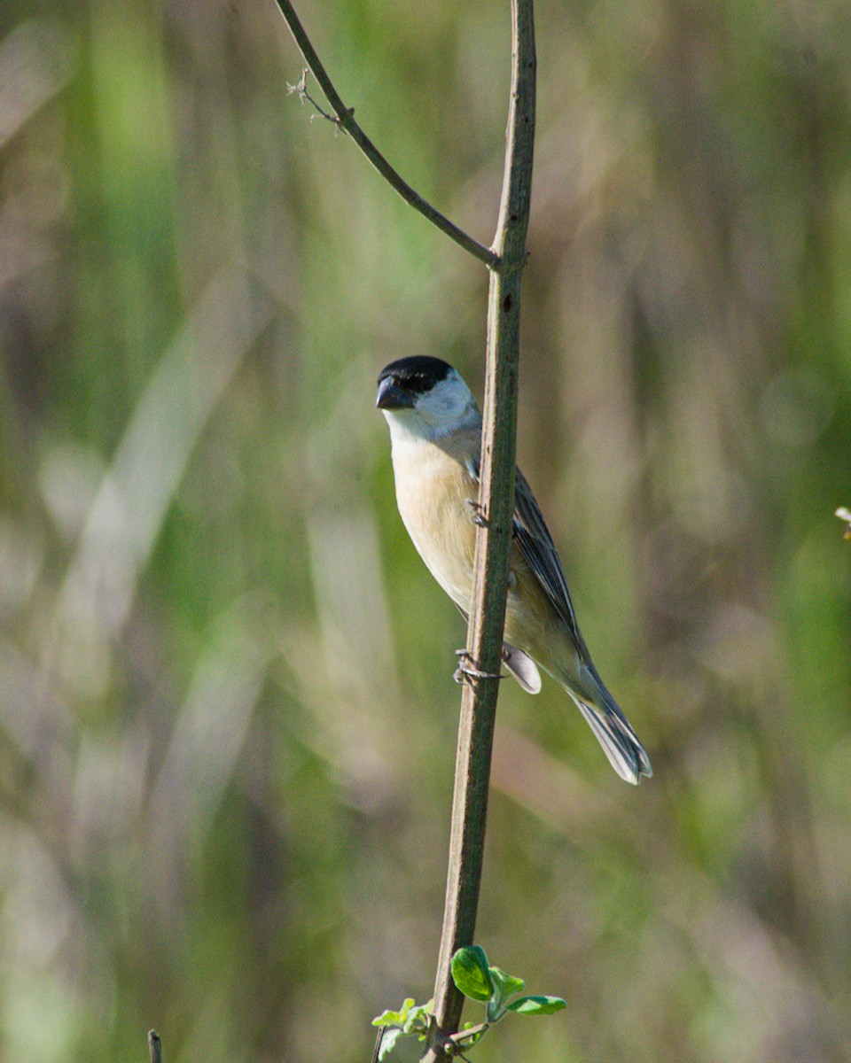 Pearly-bellied Seedeater - ML534247731