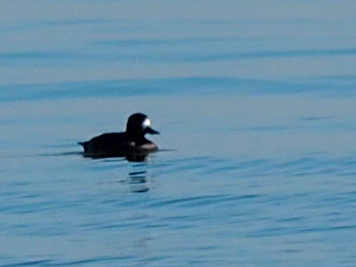 Greater Scaup - ML534252681