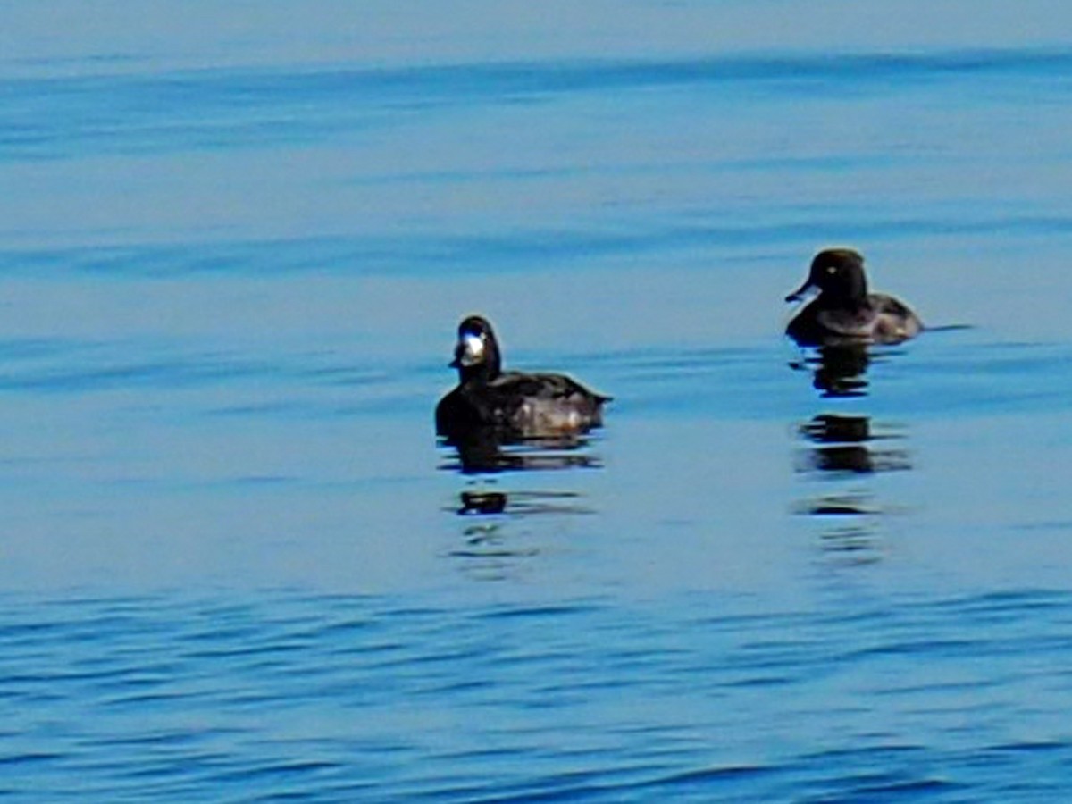 Greater Scaup - ML534252691