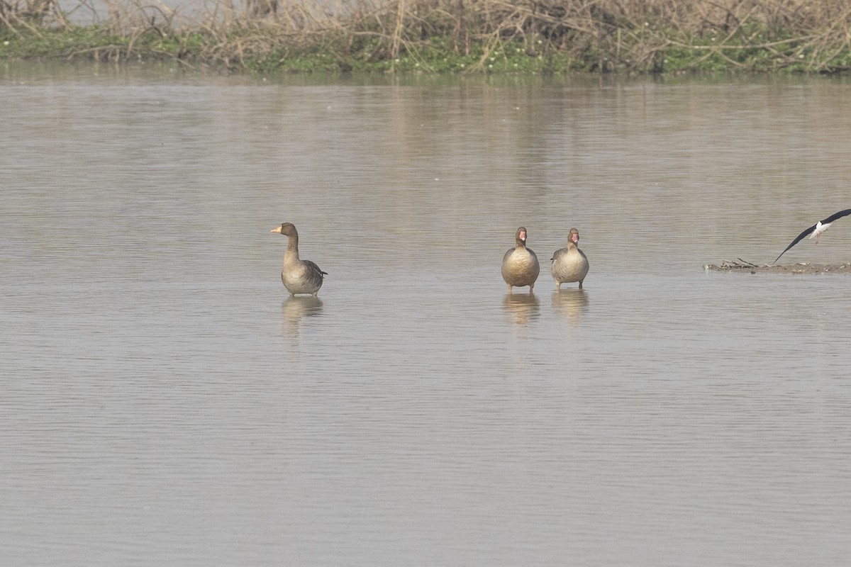 Greater White-fronted Goose - ML534253311