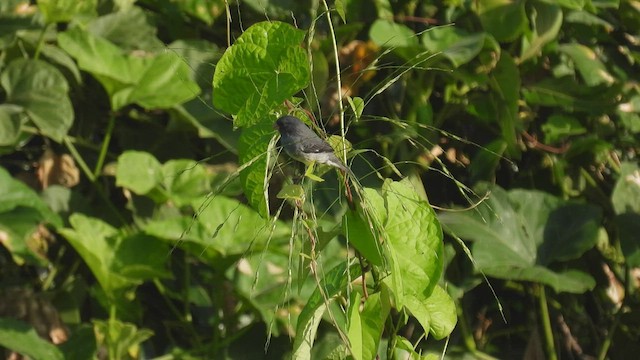 Gray Seedeater - ML534257581