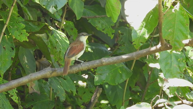 Yellow-chinned Spinetail - ML534259821