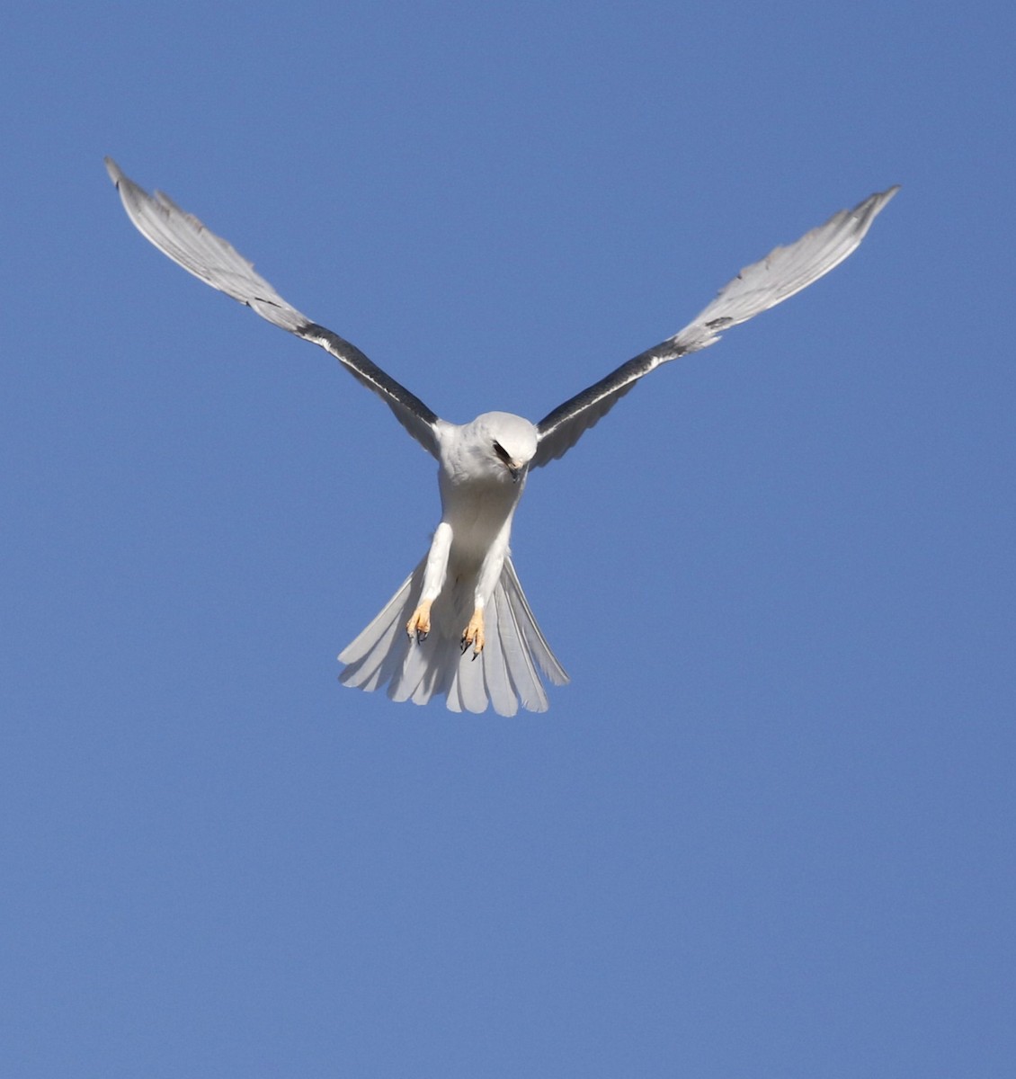 White-tailed Kite - ML534260161