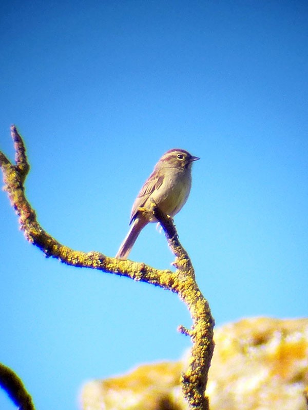 Rufous-crowned Sparrow - Gena Zolotar