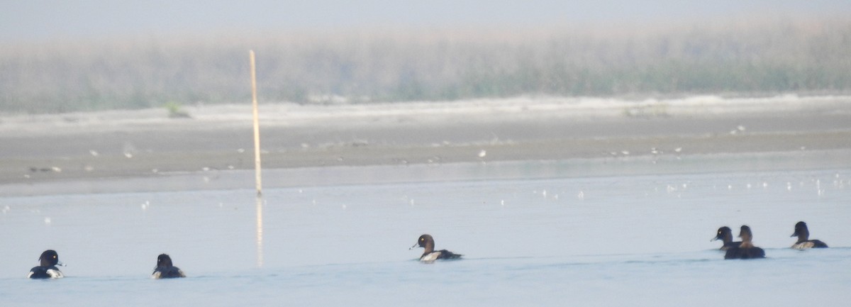 Greater Scaup - ML534263241