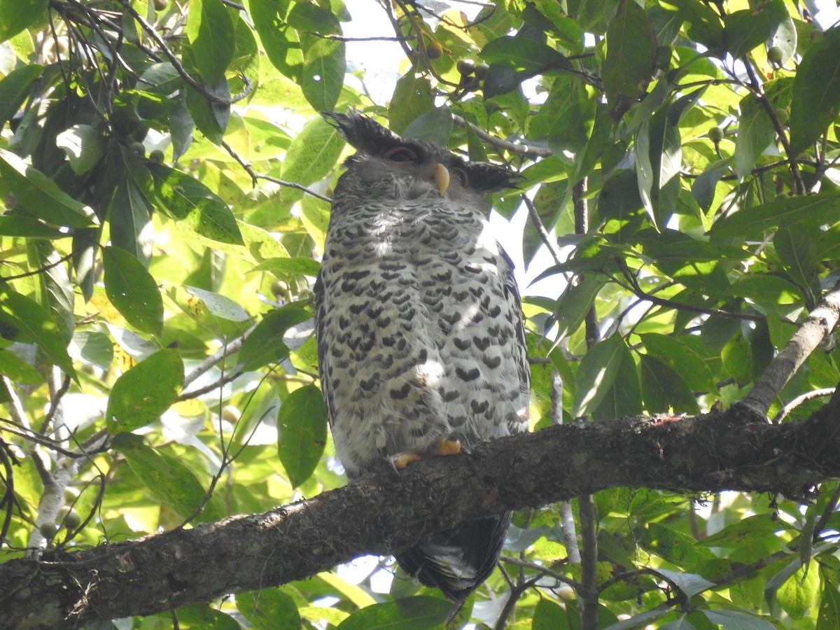 Spot-bellied Eagle-Owl - ML534263541