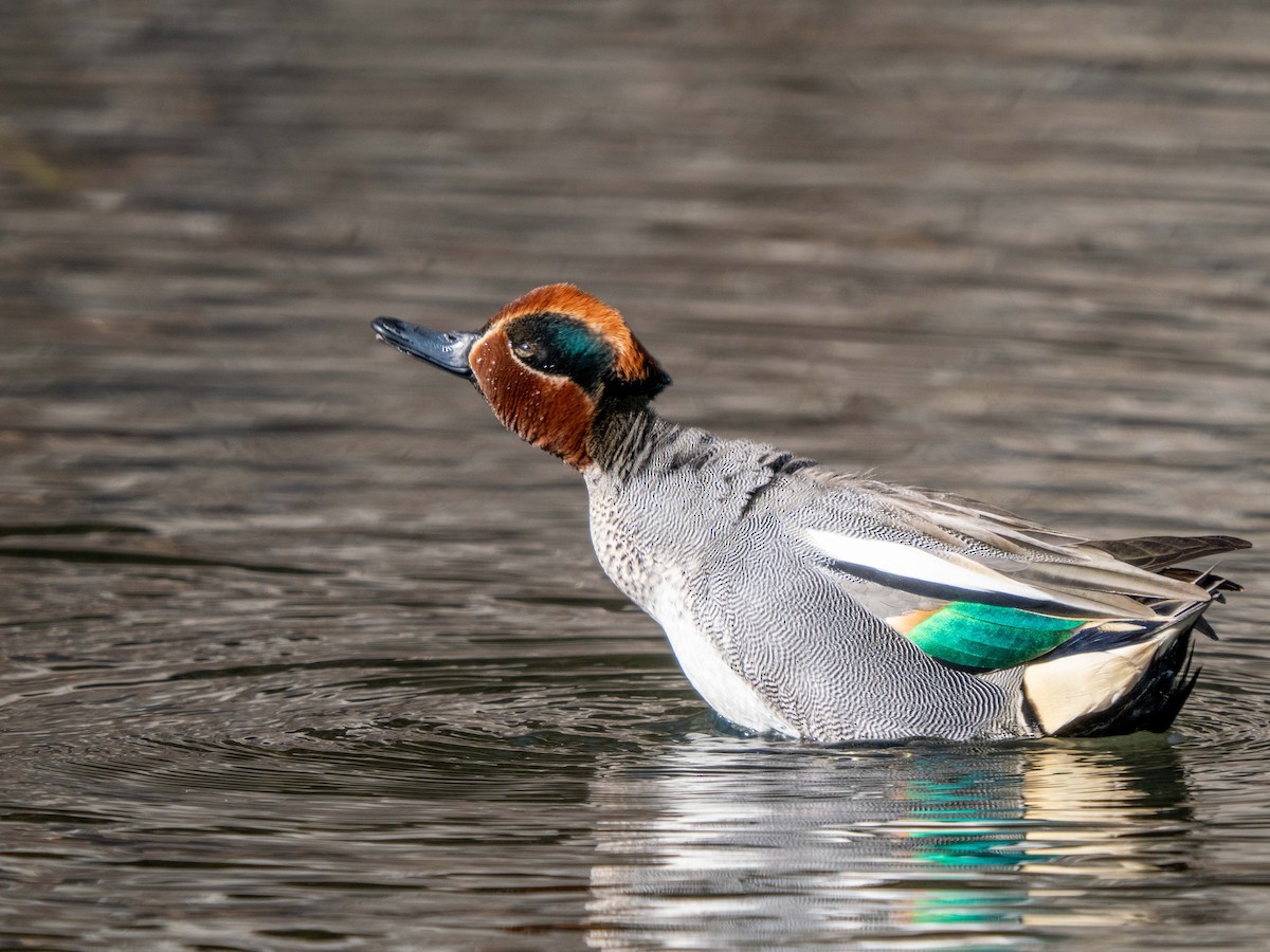 Green-winged Teal - ML534264151