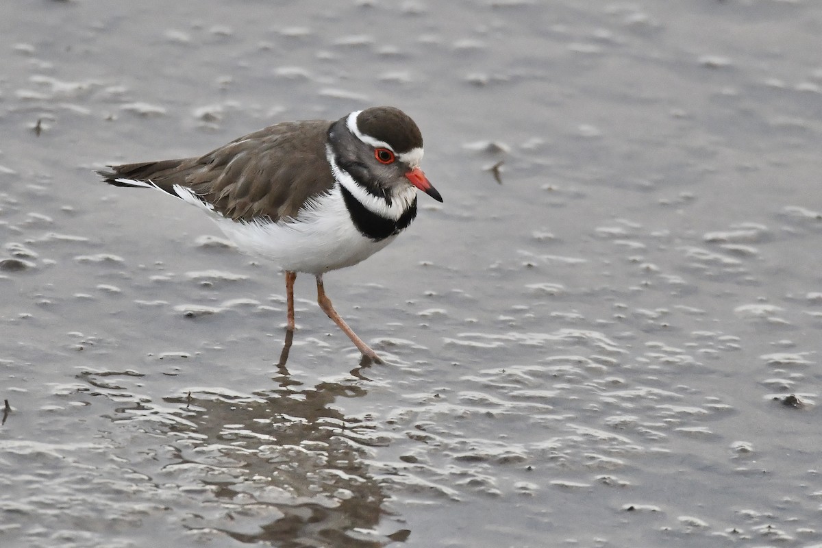 Three-banded Plover (African) - ML534265451