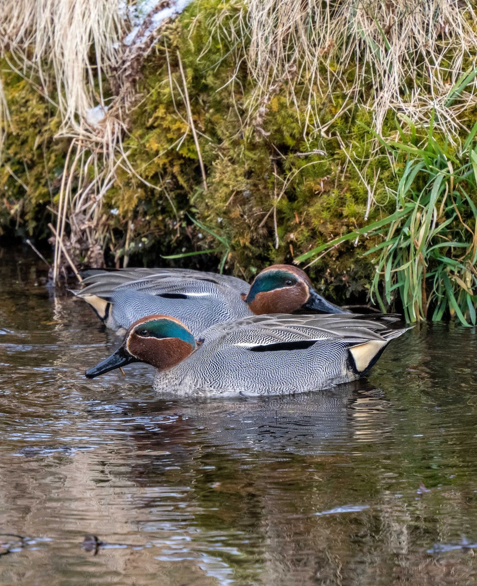 Green-winged Teal - ML534265571