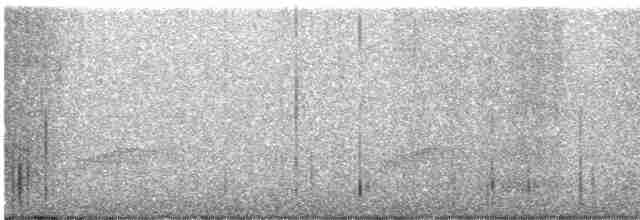 Little Spotted Kiwi - ML534266191