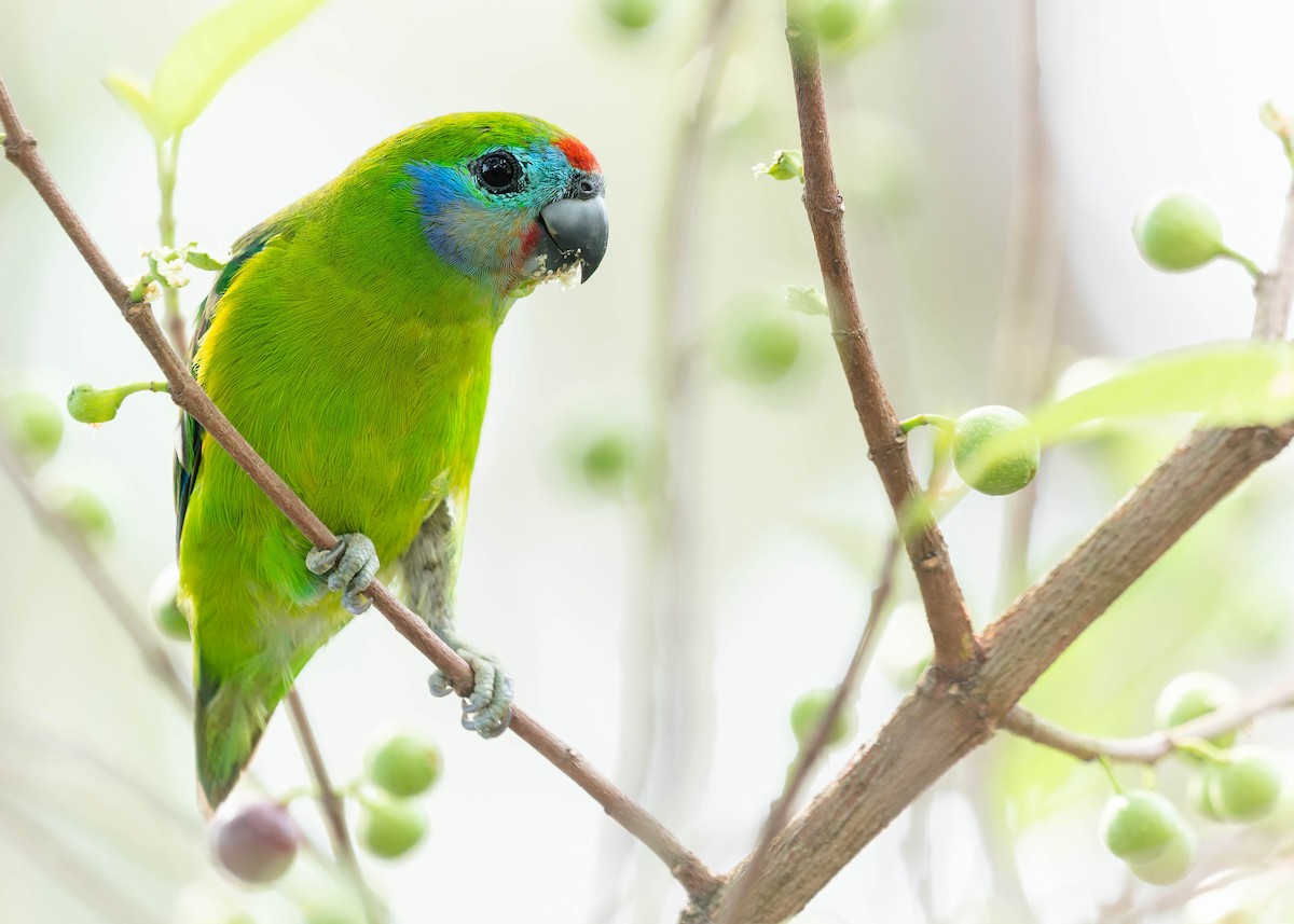 Double-eyed Fig-Parrot - ML534268841