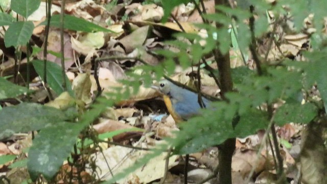 Indian Blue Robin - ML534274111