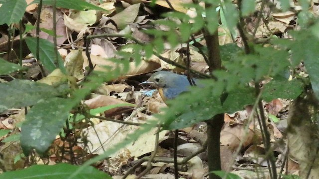 Indian Blue Robin - ML534274141