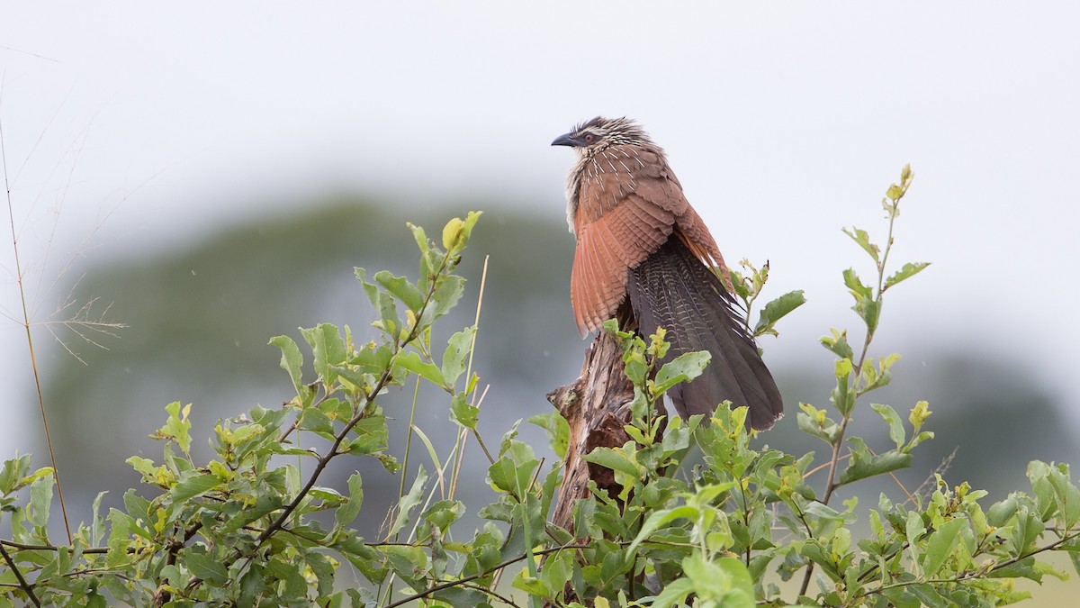 White-browed Coucal - ML534277691