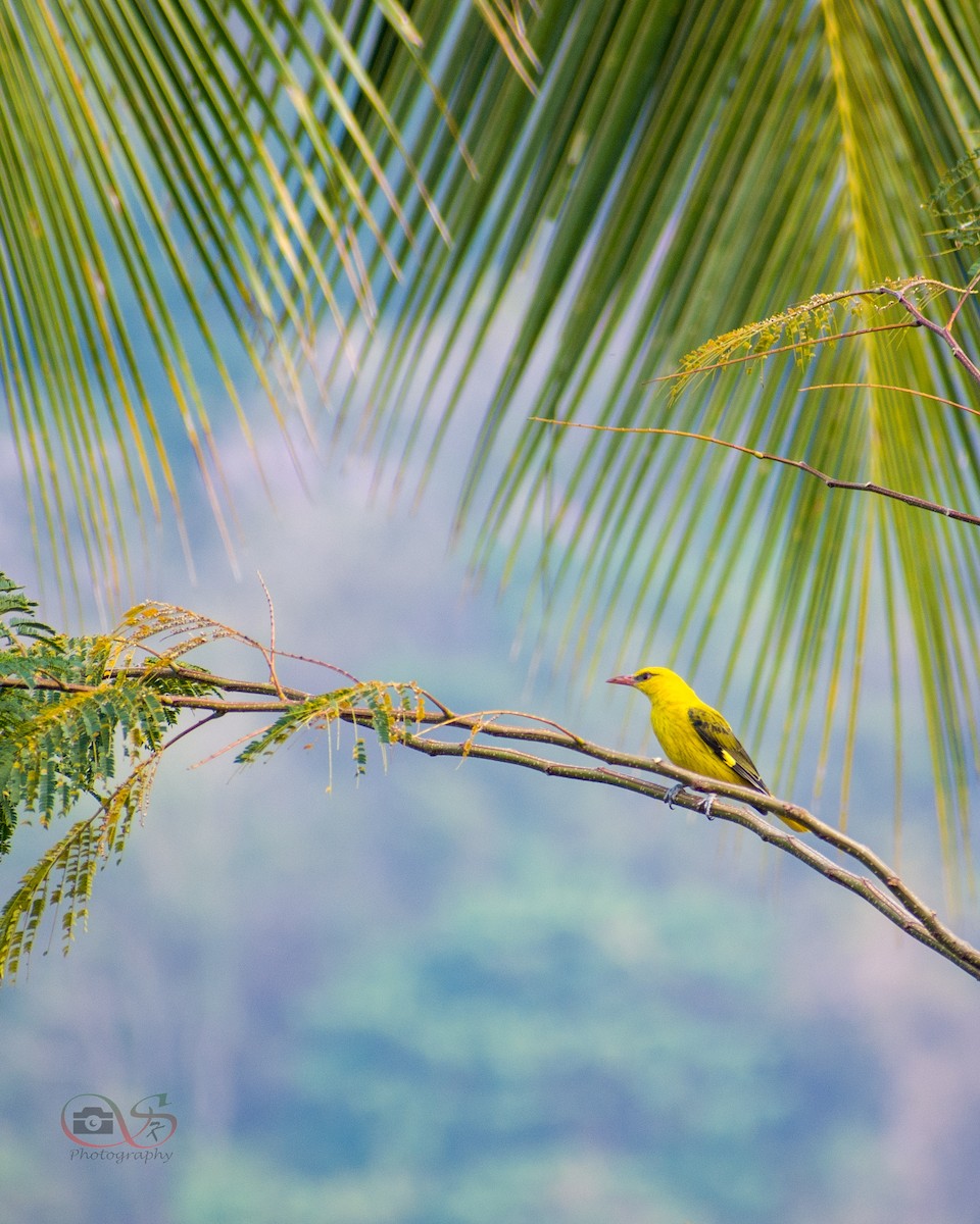 Indian Golden Oriole - ML534280011