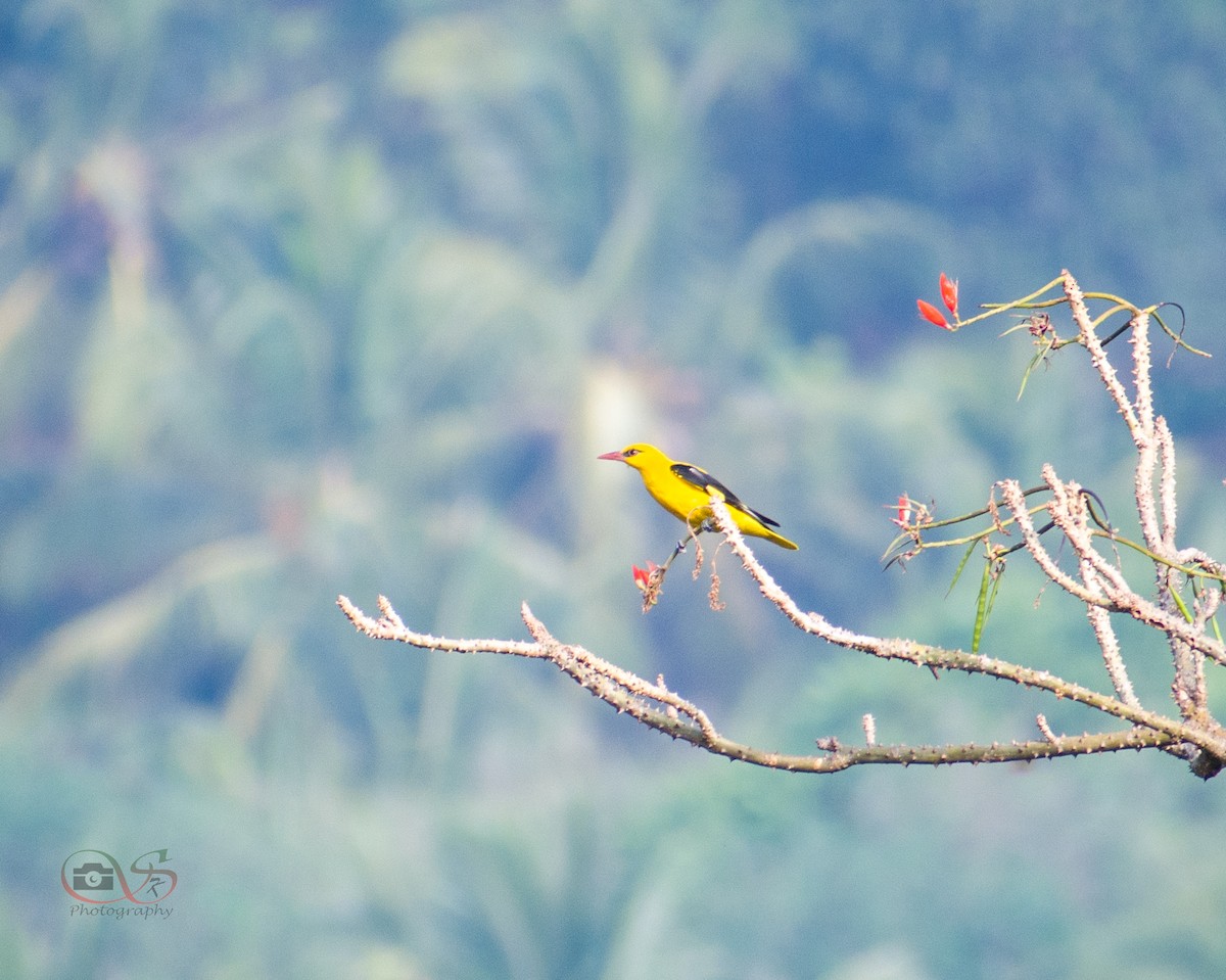 Indian Golden Oriole - ML534280121
