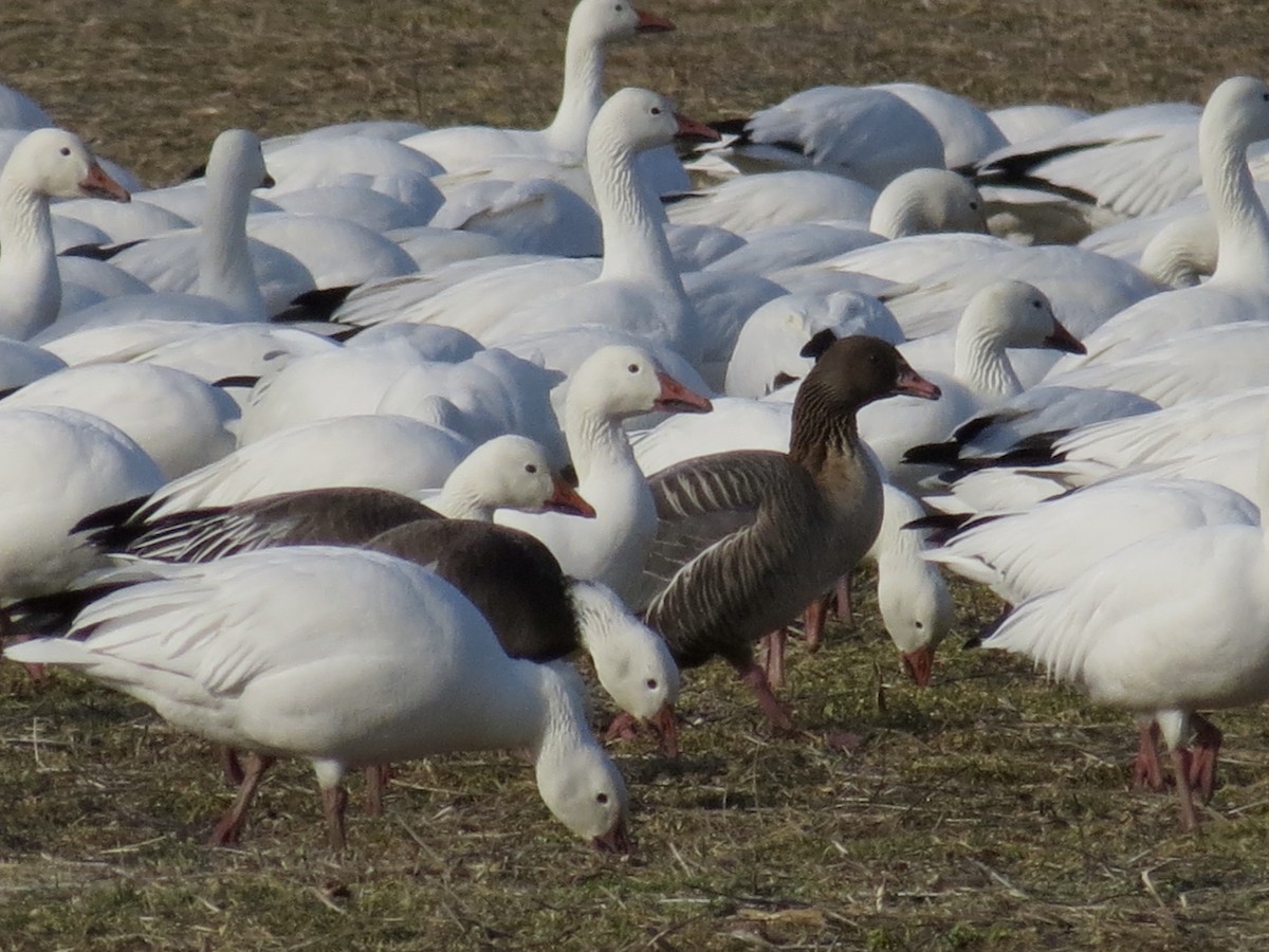 Pink-footed Goose - ML534280291