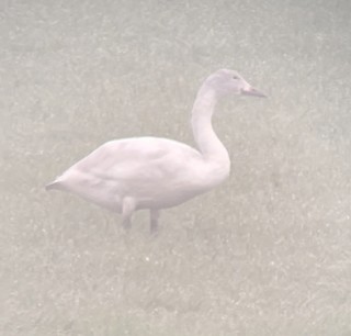 Tundra Swan (Bewick's), ML534283001