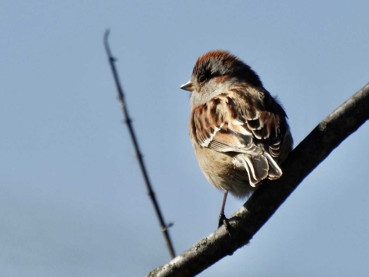 American Tree Sparrow - ML534288251