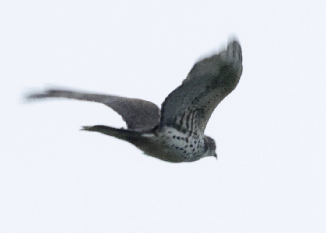 African Cuckoo-Hawk - Garret Skead