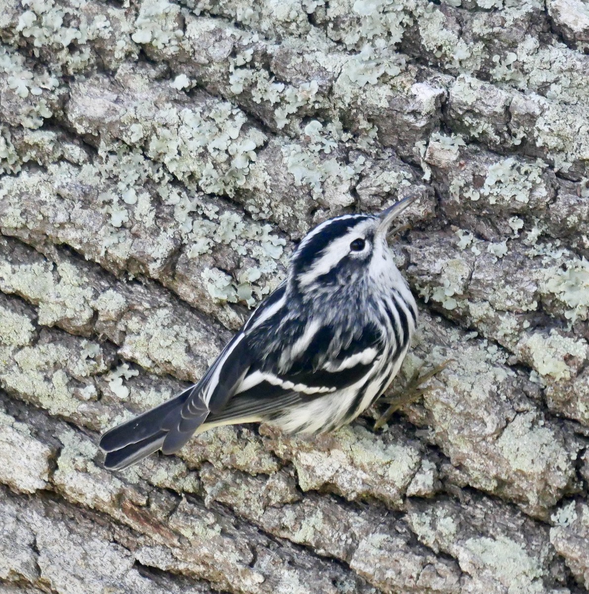 Black-and-white Warbler - ML534292891