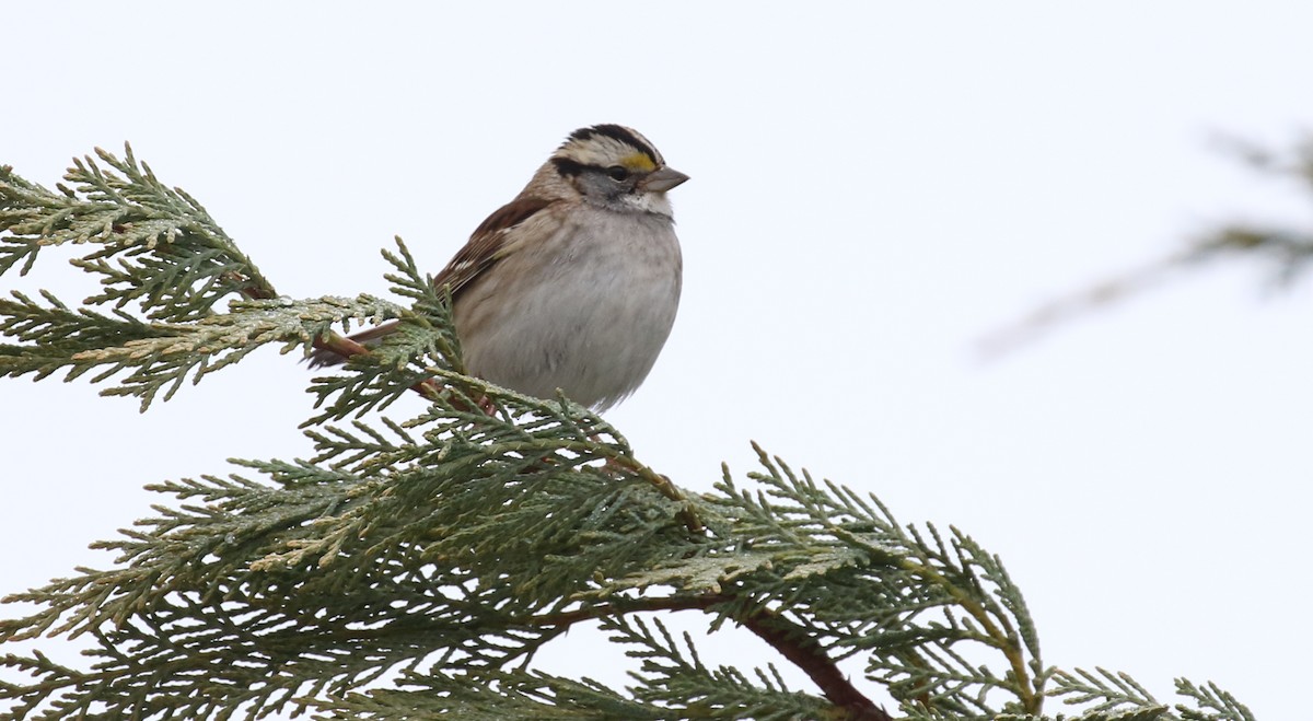 White-throated Sparrow - ML534293931