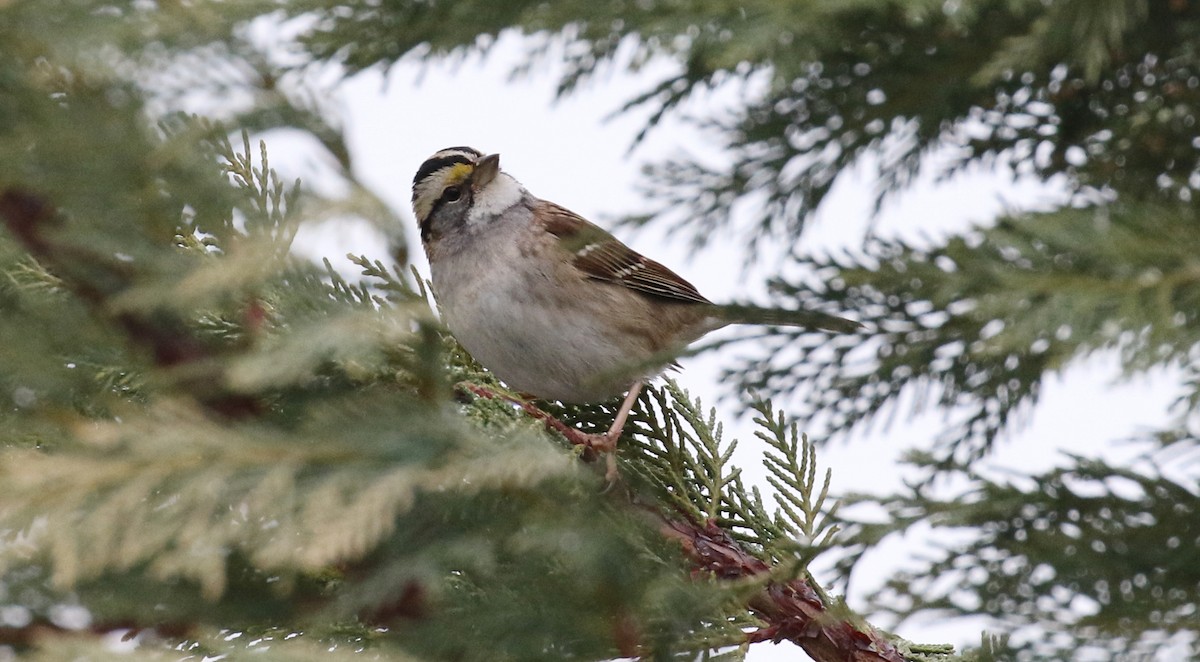 White-throated Sparrow - ML534293941