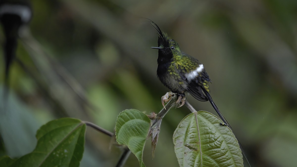 Wire-crested Thorntail - ML534296021