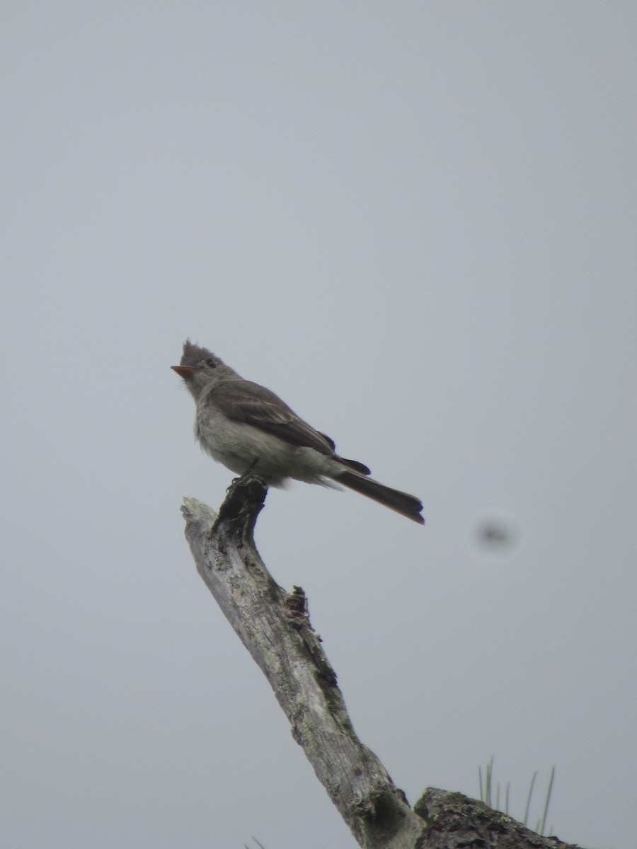 Greater Pewee - ML534298351
