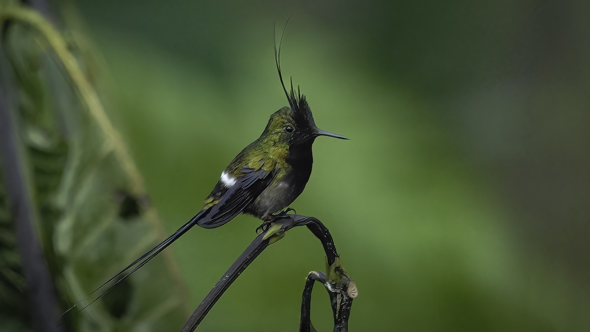 Wire-crested Thorntail - ML534298811